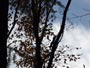 旭山記念公園、木にエゾリス