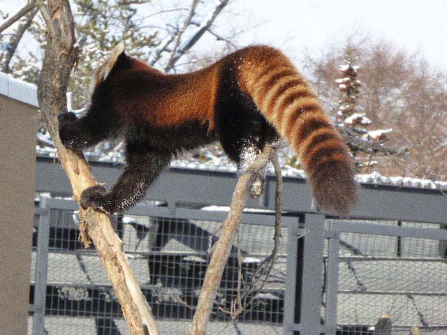 円山動物園レッサーパンダ