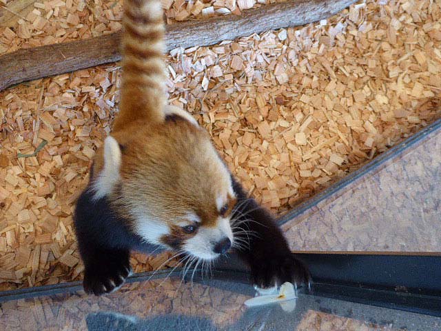 円山動物園レッサーパンダ