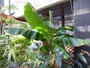 豊平公園温室、熱帯植物