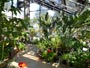 豊平公園温室、熱帯植物