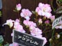 豊平公園温室に咲く花