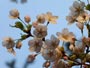 北海道神宮、日の出と桜
