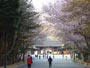 北海道神宮、桜
