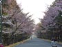 北海道神宮、桜並木