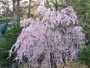 北海道神宮、枝垂れ桜