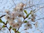 北海道神宮、桜