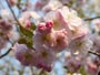 北海道神宮、八重桜