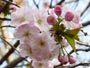 北海道神宮、八重桜