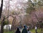 北海道神宮、梅林園の桜