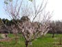 北海道神宮、梅の木