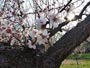 北海道神宮、梅の花