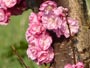 北海道神宮、桜と梅の花