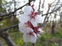 北海道神宮、梅の花
