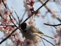 北海道神宮、梅の花とハシブトガラ