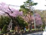 円山公園、桜