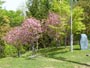 旭山記念公園、桜