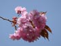 旭山記念公園、八重桜
