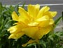花が開いているチューリップ、黄
