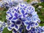紫陽花、青に白