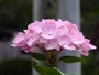 ７月に咲く花C、紫陽花ピンク