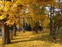 中島公園、紅葉