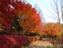 中島公園、紅葉