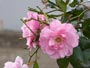 12月に咲く花Ａ、ピンクのバラ 
