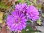 紫の菊