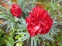 霜に濡れる赤い花