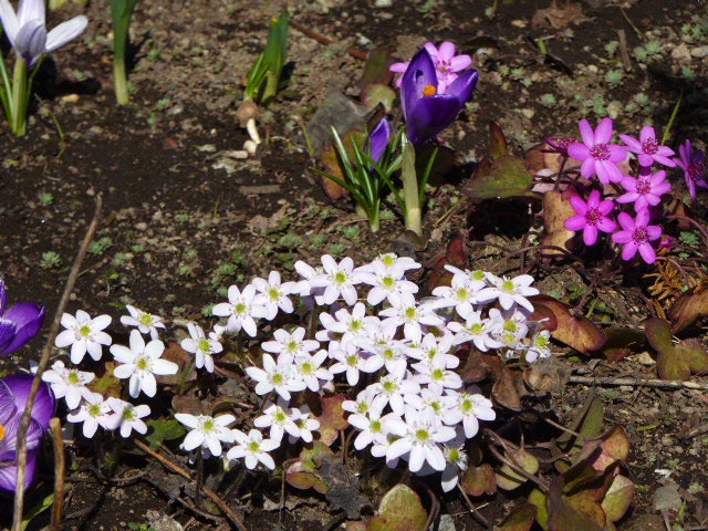 札幌季節に咲く花、4月