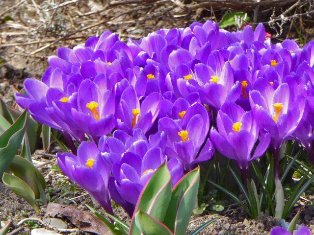 札幌季節に咲く花、4月