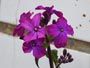 花びら４枚、紫の花