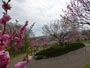 平岡公園、梅まつり