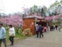 平岡公園、梅まつり