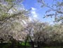 農試公園、桜