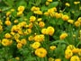 黄色い小さな丸い花