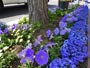青い花の花壇