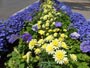 青、黄色い菊の花壇