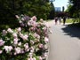 百合が原公園、温室に咲く花