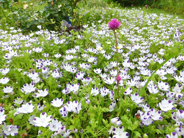 紫竹ガーデン