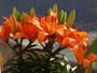 ユリの花、オレンジ