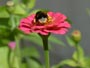 百日草とミツバチ