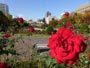 大通公園、バラと紅葉