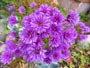 紫の菊