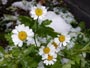 雪と白い菊