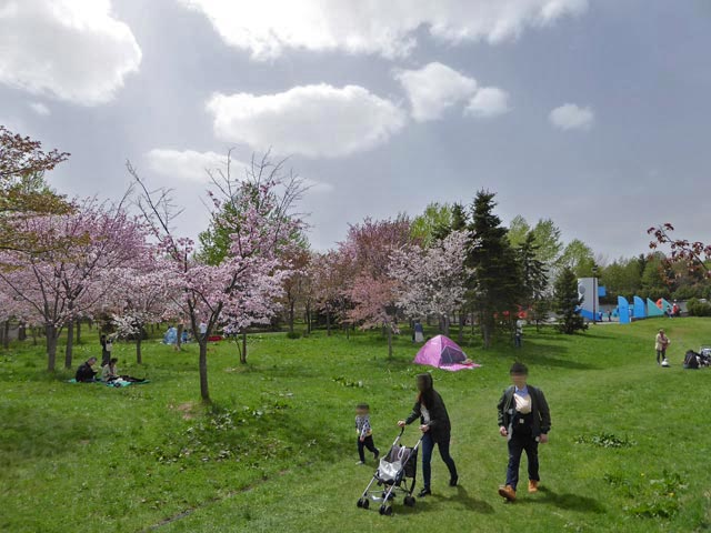 モエレ沼公園、桜