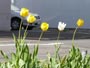 札幌、５月に咲く花Ｂ