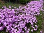 芝桜 紫