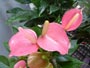 豊平公園に咲く花Ｄ、スパティフィラム